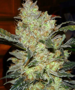 Kings kush