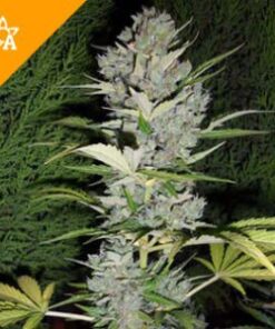 Buy Big Bud Automatic Seeds