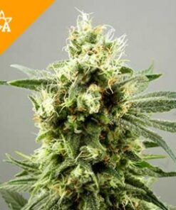 Buy Diesel Haze Automatic Seeds