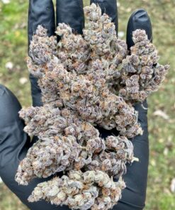 Buy Diesel Haze Automatic Seeds