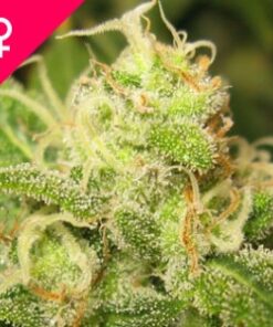Buy Ice Feminized Cannabis Seeds