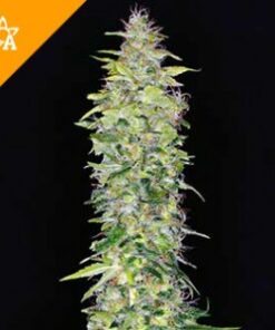 Buy Northern Lights Automatic Seeds