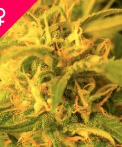 Buy Northern Lights Feminized Seeds