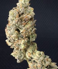 Buy Asteroid OG Strain: A Mysterious OG Kush Hybrid