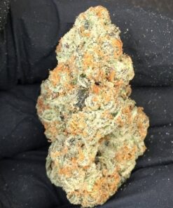 Buy Chocolope marijuana Strain: A Collection Of Hazes