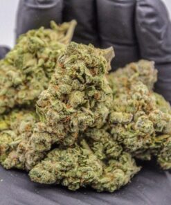 Buy WSS Skunk Automatic Seeds