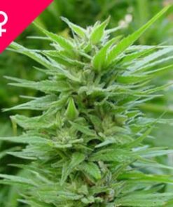 Buy Pure Power Plant Feminized Seeds