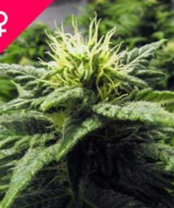Buy Skunk #1 Feminized Seeds