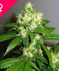 Buy Super Cheese Feminized Seeds