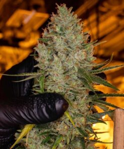 Buy Northern Lights Automatic Seeds