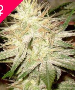 Buy White Widow Feminized Seeds