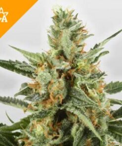 Buy WSS Skunk Automatic Seeds