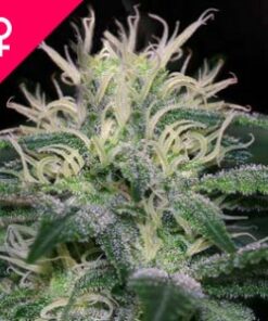 Buy WSS Skunk Feminized Seeds